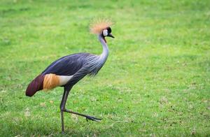 Crowned Crane