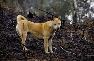 Rural Nighttime Stray Dogs Bark Continuously, Yet No Trace Outside - Why?
