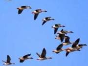 Migration Season of Migratory Birds | Three Provinces (Districts) Unite to Ensure Migratory and Breeding Safety of Migratory Birds