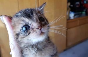 Such a cute kitten, but its experience was so bumpy; it encountered kind people.