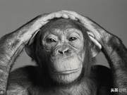 How Similar Are Humans and the First Close Relatives, Gorillas?