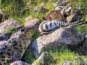 Why did a leopard and a crocodile fight over a zebra?