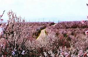 Flowers Blooming on the Horizon: Plum Blossoms and You – There's Such Beautiful Scenery in Weinning