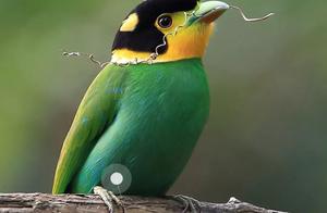 Biodiversity Encyclopedia: Stork-billed Kingfisher – It's So Cute to Carry Your Own 'Helmet'