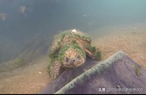 Giant Prehistoric Turtle Discovered in Australia's Deep Sea