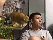 Suddenly Encountered a Cat Stealing a Kiss, Handsome Guy Scared and Blurred Vision