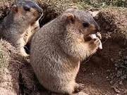 Prairie Dogs Nibbling on Cookies, Their Companions Longed for a Taste, a Familiar Scene
