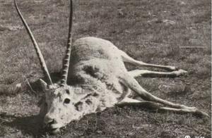 The Earliest Tibetan Antelope Photographs: A Nazi Expedition and a Killing of Bloodlust