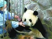 First Pair of Captive Giant Panda Twins Born Globally in 2020