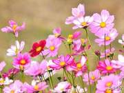 China's Green Paradise • Most Oxygenous Sanming • Lotus Blossoms Announce Spring