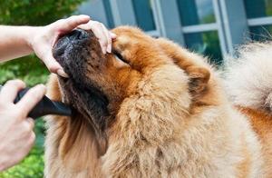 These 5 Dog Breeds, Even Pet Store Owners Don't Want to Take