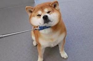 The first time taking our Shiba Inu to a friend's house, it connected with a Husky and refused to go home.