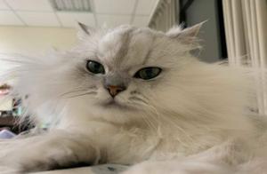 Golden Jewel Cat's Long Fur Causes 'Aobayi' Cosplay, Netizens Laugh