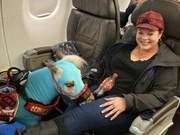 A Little Horse Takes a First-Class Flight, Remains Quiet and Well-Behaved, Owner Proud
