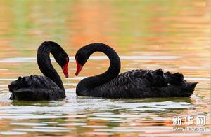 Swan Playfulness: Gentle as Water