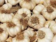 Garlic Slice Processing Technology