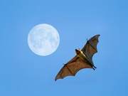 Why Can't Bats Be Easily Eradicated?