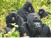 Chase the 'Gorillas' in Rwanda National Park