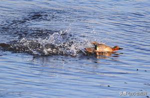 Huangshan Xin'an River: Waterbirds Play