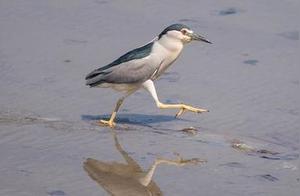 Didi Hu Lake Rare Guests: Shanghai’s 501 Bird Species – A Third of China’s Total