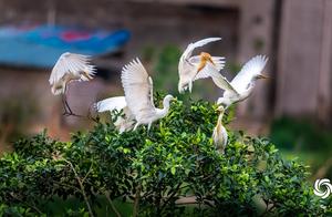 Xiangzhou County, Libing, Guangxi: Ancient Wetland Habitat for Herons and Birds