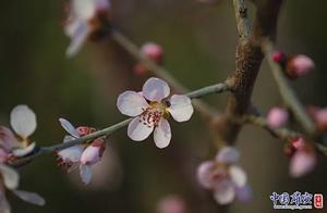 Spring Blooms Abound in Xiong’an! Let’s ‘Cloud View’ Together!