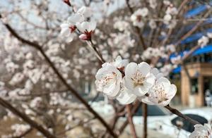 Lanzhou: Blossoms on Luo Jiu Highway