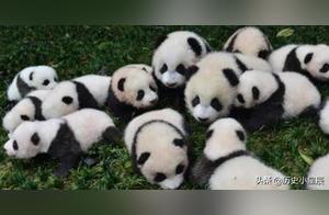 Warm Giant Panda 'Nuan Nuan', Foreigners Bid Farewell with Tears, Chinese People Couldn't Help But Laugh
