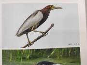 Birds of the Yellow River Delta – Green Heron