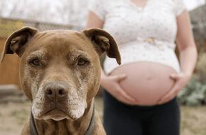 Can Pets Be Contacted After Women Are Pregnant? Netizens: Cats Have Suspicion, Dogs Are Wrongly Accused