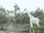 It's awful! These poachers killed the only white giraffe mother and her child