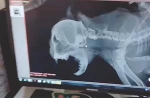 Cat's Jaw Dislocated, Urgently Taken to Hospital - Owner Couldn't Help But Laugh!