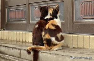 Wandering Kittens Daily Join to Small Shop for Food, Their Tiny Backs Are Meltingly Cute