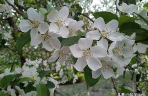 Persimmon Blossom Spring, the Beautiful Shaanxi