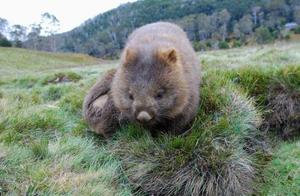 Which Animal Lives the 'Most Expensive' Life on Earth? Does It Produce Square-Shaped Poop?