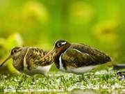 Mingle County, Fujian: New 'Guests' in Wetlands