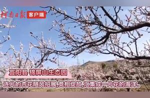 The Bright Spring Light, Birds Singing, Flowers Fragrant, Jinping Mountain
