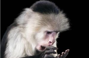 The Shocking Truth That Moved Countless Internet Users to Tears: How Many of These Pictures Have You Seen? Which Are Our Rare Native Animals?