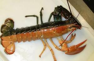 The Rarest Bi-Colored Lobster, with Two Colors Perfectly Separated, Only One in 500,000 Possible