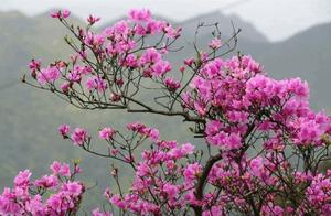 Beauty Arrives! Wild Azaleas Bloom on Jin’e Mountain in Ningbo