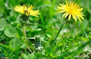 Cold Dandelion Salad – Tired of Big Fish and Big Meat? Try This, a Gift from Nature