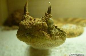 The Gaboon Viper: Does it Have Dragon-Like Horns on its Head?