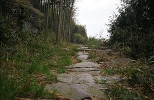 A Thousand Acres of Rhododendrons Awaiting Bloom, Bamboo Forest Trails More Tranquil