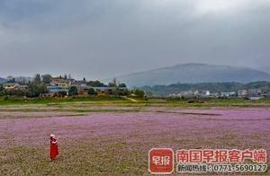 Nearly 10,000 Acres! The Purple Cloud Primrose Sea You've Been Waiting To See Is In Guilin