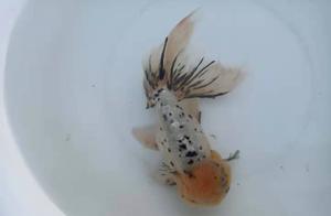 Fish Disease High Incidence Season Has Arrived, How Should Fish Enthusiasts Respond? Fish Farm Reveals Practical Tips