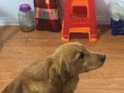 Tiny and Cute Puppy Training Case: Golden Retriever Bei Bei from Jiangsu, Attack Tendency and Biting Incident