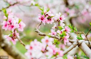 Enjoying Peach Blossoms and Cherries in Jianyang, Chengdu