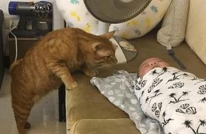 The Owner Didn't Bring the Cat for the Family Photo, the Orange Cat Perfectly Blocked the Male Lead: It Dares to Be Ignored!