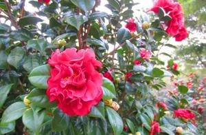 Early Spring Xichuan Mountain in Foshan: Full Garden Fragrance of Peach Blossoms, Camellias, Osmanthus Flowers, and ‘Ten Miles of Rhododendron Corridor’