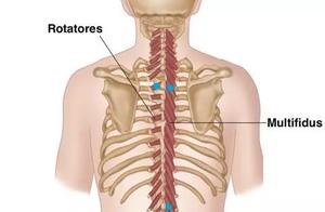 Sacral Pain Rehabilitation: Understanding the Multi-Faciated Muscle